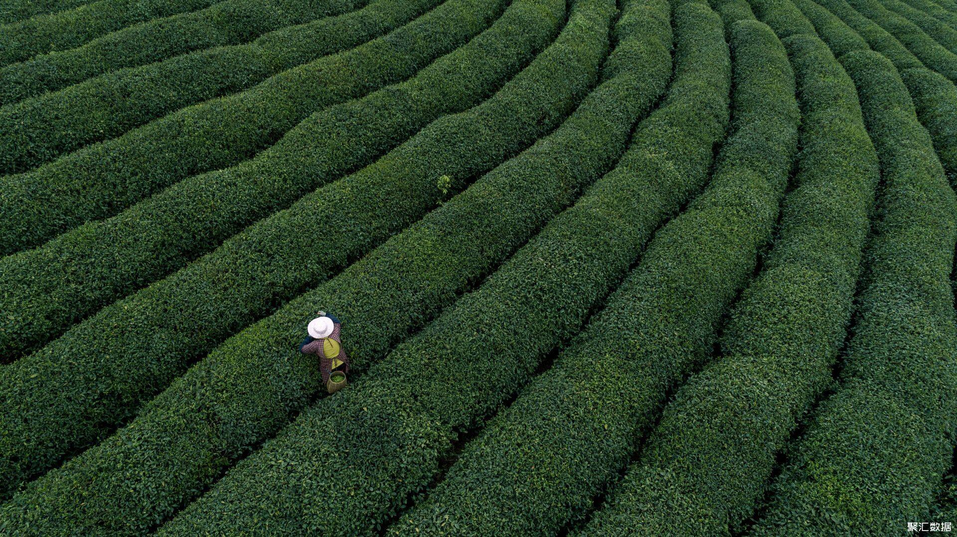 茶叶摄影摄影图__自然风景_自然景观_摄影图库_昵图网nipic.com