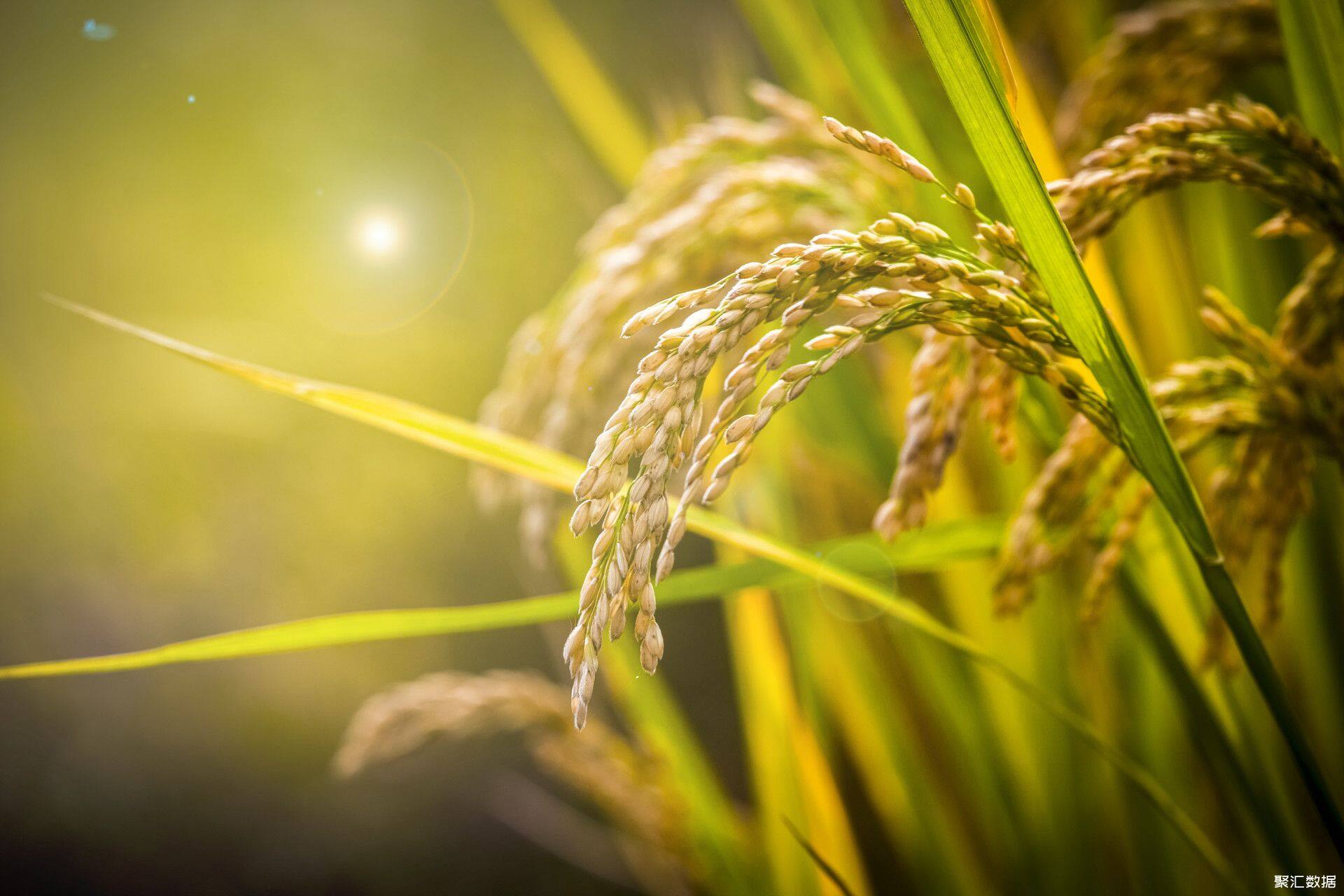 摄图网_500784300_banner_稻穗（企业商用）