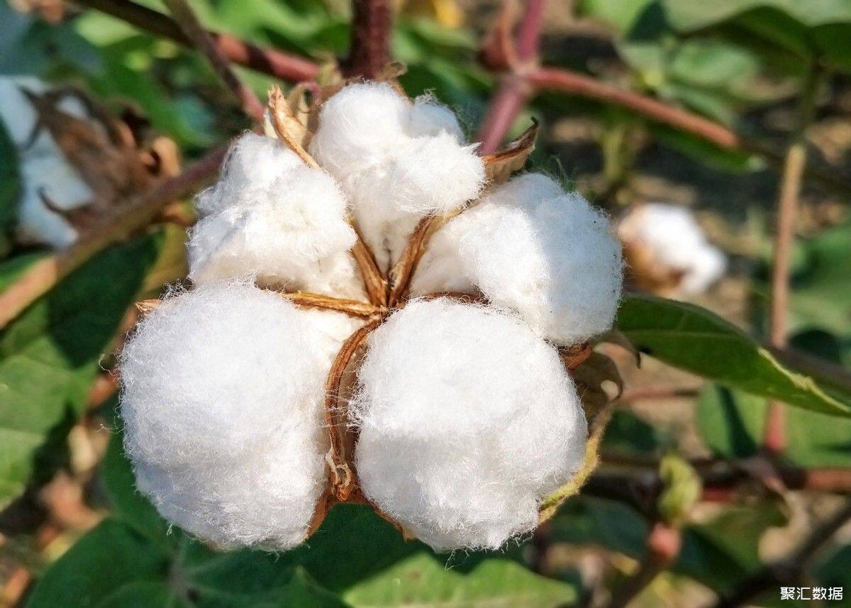 501329960_banner_棉花植物（企业商用）